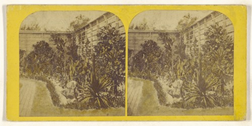 Cactusses, sic, growing outside at Mr. Shaw's Garden, St. Louis. 1867; American; 1867; Hand-colored Albumen silver print