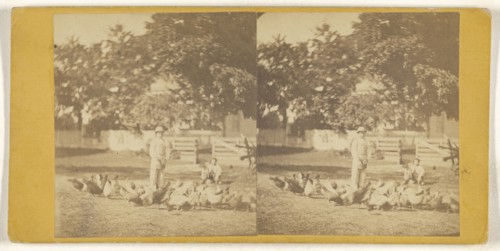 Feeding chickens on Woods Farm near Poughkeepsie, N.Y; American; about 1865; Albumen silver print