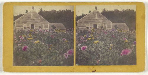 Poppy field Cabbot Vt; American; about 1870; Hand-colored Albumen silver print