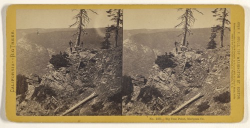 Big Tree Point, Mariposa Co; John P. Soule, American, 1827 - 1904, 1870; Albumen silver print