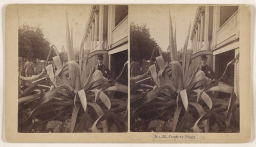 Century Plant; Charles Harrison Colby, American, 1850 - 1895, about 1870; Albumen silver print