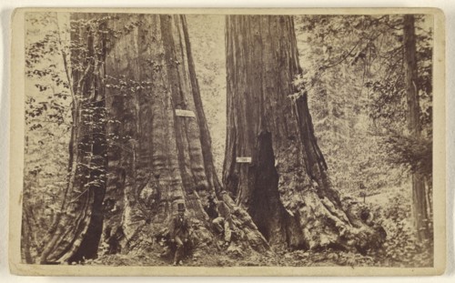 Big Trees - Old Dominion and Uncle Tom's Cabin. Mammoth Grove; Lawrence & Houseworth; about 1865; Albumen silver print