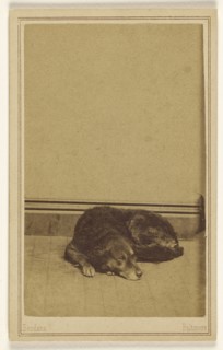Dog resting on floor; Bendann Brothers, American, active 1850s - 1873, about 1865; Albumen silver print