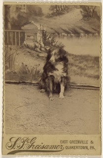 Portrait of a black & white dog; S.P. Greisamer, American, 1846 - 1920, about 1890; Albumen silver print