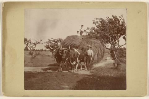 People on a hayride, wagon being pulled by two steers; 1890s; Gelatin silver print