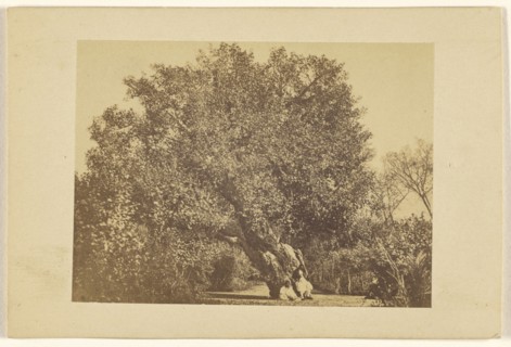 Aubre de la Vierge; Wilhelm Hammerschmidt, German, born Prussia, died 1869, about 1866; Albumen silver print