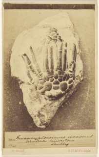 Eucalyptocrinus decorus. Wenlock limestone, Dudley; William Hart, British, active Birmingham, England 1860s, 1865 - 1870