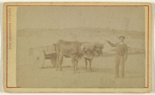 man posing with oxen & cart; Ladislas Konarzewski, French, active St. Jean-de-Luz, France 1880s, 1865 - 1875; Albumen silver