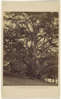 Warwick Castle - Cedars in the Park; Francis Bedford, English, 1815,1816 - 1894, 1864 - 1865; Albumen silver print