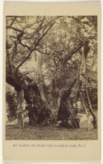 Ludlow, the Druid Oaks in Oakley Park, No. 2; Francis Bedford, English, 1815,1816 - 1894, 1864 - 1865; Albumen silver print