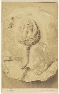 Fossil of a crinoid; William Hart, British, active Birmingham, England 1860s, 1865 - 1870; Albumen silver print