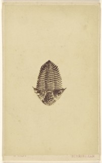 Fossil of a trilobite; William Hart, British, active Birmingham, England 1860s, 1865 - 1870; Albumen silver print