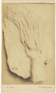 Fossil of a crinoid; William Hart, British, active Birmingham, England 1860s, 1865 - 1870; Albumen silver print