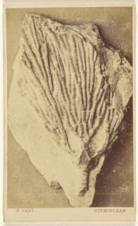 Fossil of a crinoid; William Hart, British, active Birmingham, England 1860s, 1865 - 1870; Albumen silver print