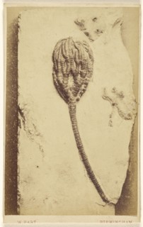 Fossil of a crinoid; William Hart, British, active Birmingham, England 1860s, 1865 - 1870; Albumen silver print