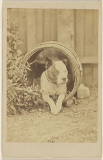 Boston bulldog inside an open barrel; about 1865; Albumen silver print