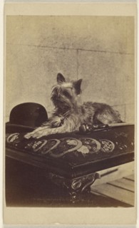 Dog lying on ottoman, next to a derby hat and walking stick; Henry Pointer, British, 1822 - 1889, about 1865; Albumen silver
