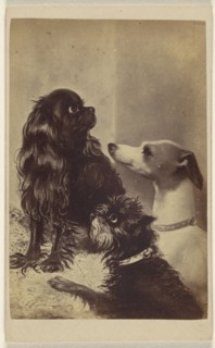 Floss, Daisy & Fairy; Dogs of Barroness sic McClifford. Painted by Mrs. Pointer; Henry Pointer, British, 1822 - 1889)