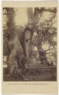 Ludlow, the Druid Oaks in Oakley Park, No. 1; Francis Bedford, English, 1815,1816 - 1894, 1864 - 1865; Albumen silver print