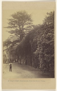 Guy's Cliff - Courtyard, with the Great Cedar; Francis Bedford, English, 1815,1816 - 1894, 1864 - 1865; Albumen silver print