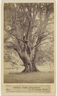 Knole Park - King Beech; H.G. Inskipp, British, active London, England 1870s, about 1865; Albumen silver print