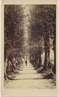 man walking down a tree-lined path, possibly at Torquay; Ward & Company; 1865 - 1870; Albumen silver print