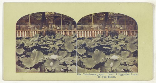 Yokohama, Japan. Pond of Egyptian Lotus in Full Bloom, recto, Temple of Juniten at Honmoku, Yokohama, Japan, verso, about 1898
