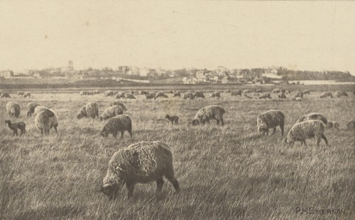 On Southwold Marshes; Peter Henry Emerson, British, born Cuba, 1856 - 1936, London, England; 1887; Photogravure