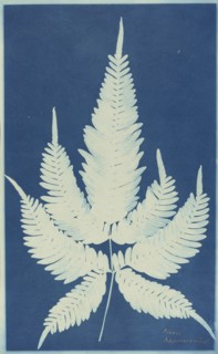 Pteris Aspericanlis; 1840s; Cyanotype; 33.3 x 20.4 cm, 13 1,8 x 8 1,16 in