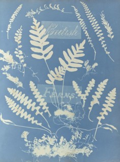 British Ferns; Anna Atkins, British, 1799 - 1871, England; 1853; Cyanotype; 25.4 × 19.4 cm 10 × 7 5,8 in