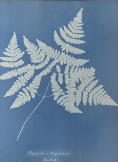 Polypodium dryopteris, British; Anna Atkins, British, 1799 - 1871, England; 1853; Cyanotype; 25.4 × 19.4 cm 10 × 7 5,8 in