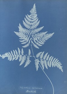 Polypodium calcareum, British; Anna Atkins, British, 1799 - 1871, England; 1853; Cyanotype; 25.4 × 19.4 cm 10 × 7 5,8 in