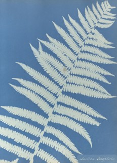 Lastrea oreopteris; Anna Atkins, British, 1799 - 1871, England; 1853; Cyanotype; 25.4 × 19.4 cm 10 × 7 5,8 in