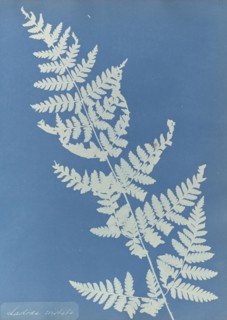 Lastrea cristata; Anna Atkins, British, 1799 - 1871, England; 1853; Cyanotype; 25.4 × 19.4 cm 10 × 7 5,8 in