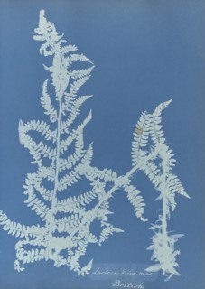 Lastrea filix mas, British; Anna Atkins, British, 1799 - 1871, England; 1853; Cyanotype; 25.4 × 19.4 cm 10 × 7 5,8 in