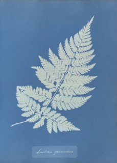 Lastrea spinulosa; Anna Atkins, British, 1799 - 1871, England; 1853; Cyanotype; 25.4 × 19.4 cm 10 × 7 5,8 in