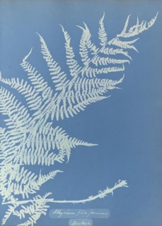 Athyrium filix femina; Anna Atkins, British, 1799 - 1871, England; 1853; Cyanotype; 25.4 × 19.4 cm 10 × 7 5,8 in