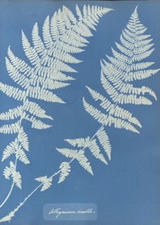 Athyrium molle; Anna Atkins, British, 1799 - 1871, England; 1853; Cyanotype; 25.4 × 19.4 cm 10 × 7 5,8 in