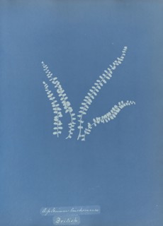 Asplenium trichomanes, British; Anna Atkins, British, 1799 - 1871, England; 1853; Cyanotype; 25.4 × 19.4 cm 10 × 7 5,8 in