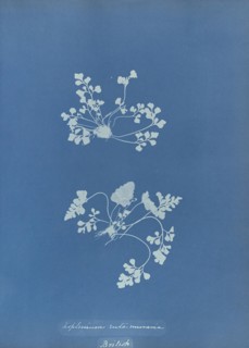 Asplenium ruta muraria, British; Anna Atkins, British, 1799 - 1871, England; 1853; Cyanotype; 25.4 × 19.4 cm 10 × 7 5,8 in