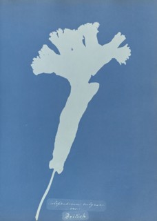 Scolopendrium vulgare illeg., british; Anna Atkins, British, 1799 - 1871, England; 1853; Cyanotype; 25.4 × 19.4 cm