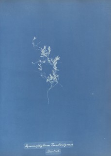 Hymenophyllum Tunbridgense, British; Anna Atkins, British, 1799 - 1871, England; 1853; Cyanotype; 25.4 × 19.4 cm 10 × 7 5,8 in