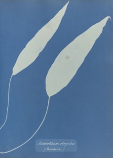 Achrosticum simplex, Jamaica; Anna Atkins, British, 1799 - 1871, England; 1853; Cyanotype; 25.4 × 19.4 cm 10 × 7 5,8 in