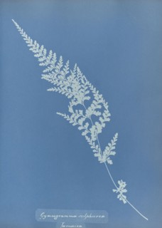 Gymnogramma sulphurea, Jamaica; Anna Atkins, British, 1799 - 1871, England; 1853; Cyanotype; 25.4 × 19.4 cm 10 × 7 5,8 in