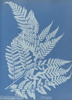 Polypodium effusum, Jamaica; Anna Atkins, British, 1799 - 1871, England; 1853; Cyanotype; 25.4 × 19.4 cm 10 × 7 5,8 in