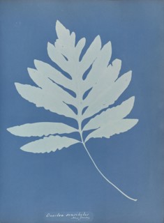 Onoclea sensibilis, New Jersey; Anna Atkins, British, 1799 - 1871, England; 1853; Cyanotype; 25.4 × 19.4 cm 10 × 7 5,8 in