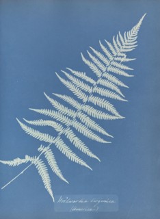 Woodwardia virginica, America; Anna Atkins, British, 1799 - 1871, England; 1853; Cyanotype; 25.4 × 19.4 cm 10 × 7 5,8 in