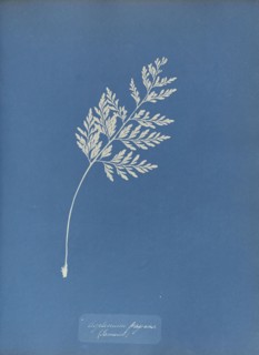 Asplenium fragrans, Jamaica; Anna Atkins, British, 1799 - 1871, England; 1853; Cyanotype; 25.4 × 19.4 cm 10 × 7 5,8 in