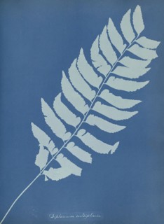 Diplazium cultifolium; Anna Atkins, British, 1799 - 1871, England; 1853; Cyanotype; 25.4 × 19.4 cm 10 × 7 5,8 in