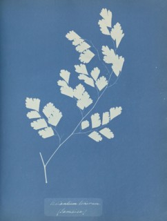 Adiantum tenerum, Jamaica; Anna Atkins, British, 1799 - 1871, England; 1853; Cyanotype; 25.4 × 19.4 cm 10 × 7 5,8 in